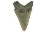 Fossil Megalodon Tooth - Serrated Blade #294529-1